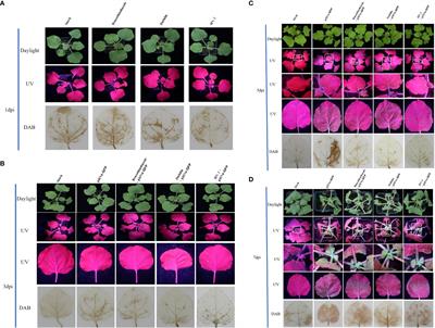 Bacillus velezensis HN-2: a potent antiviral agent against pepper veinal mottle virus